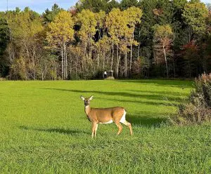 Cannock Chase, Staffordshire